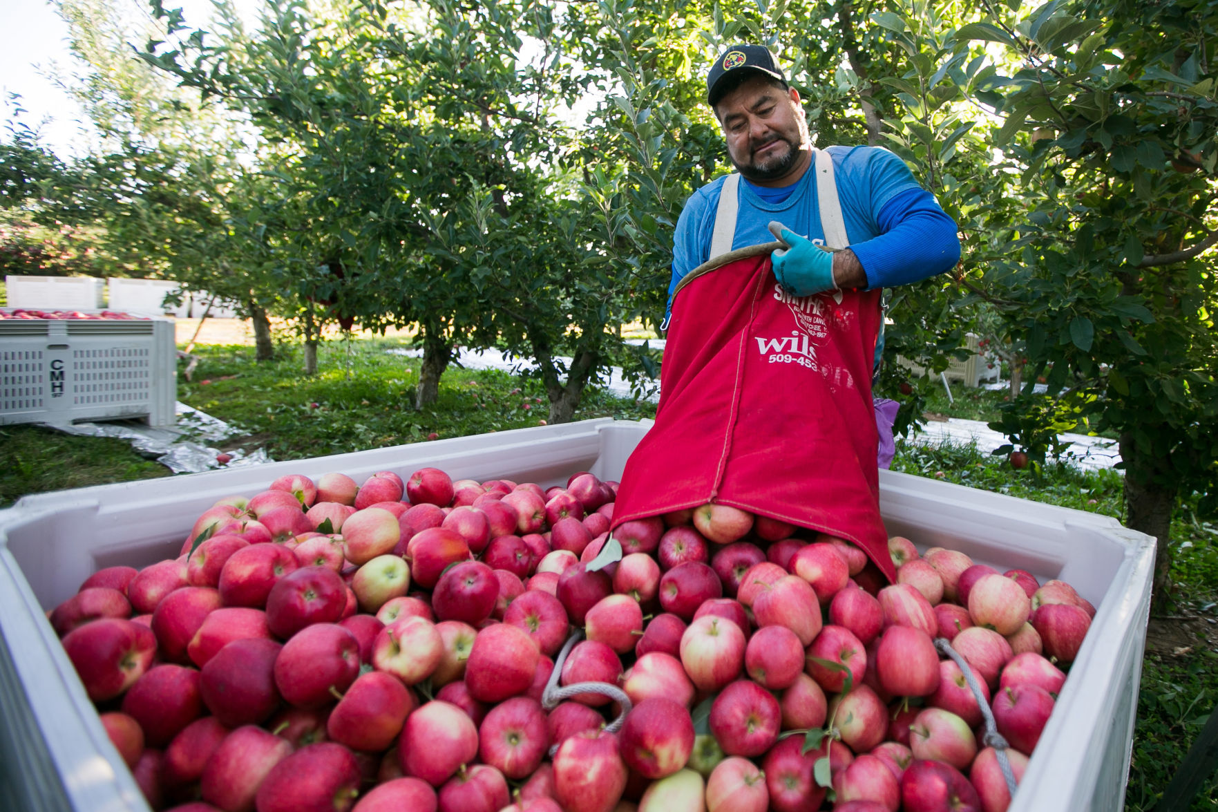 190905-es-news-farmworkershortageapples-4.jpg